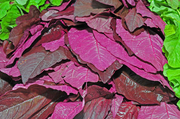 purple leaf vegetable in the market