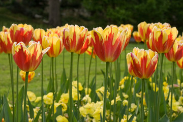 Fototapeta na wymiar Red-yellow tulips