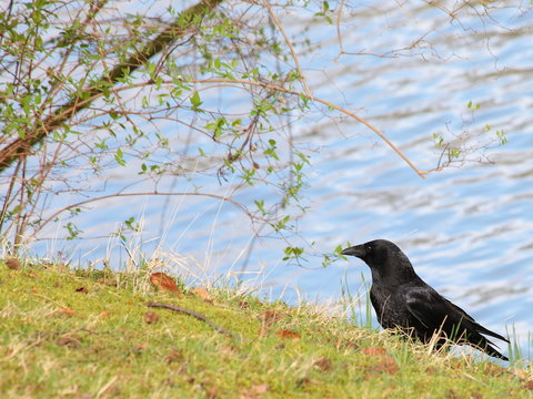 corbeau