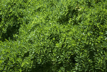 tree green background