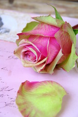 Rose