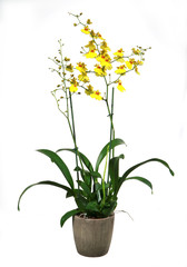 orchidée oncidium jaune