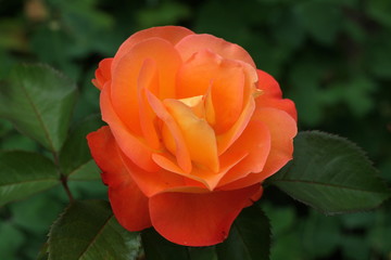Orange Rose