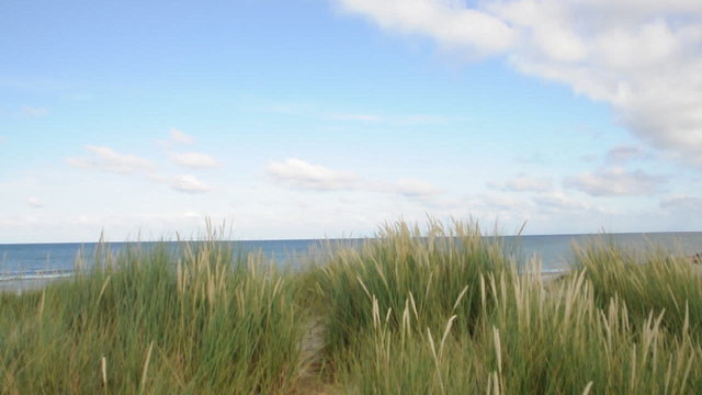 Schilf im Wind