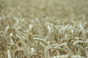 Fototapeta premium Getreidefeld 3