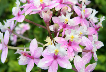 orchidée épidendrum