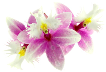 orchidées épidendrum, fond blanc
