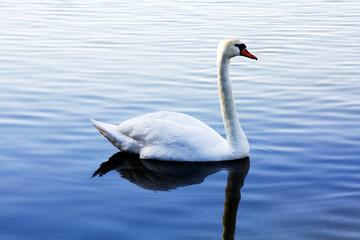 ,White swan