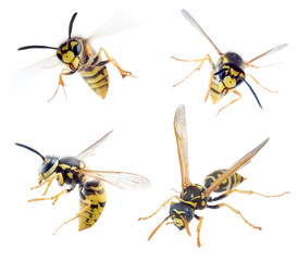 wasps - obrazy, fototapety, plakaty