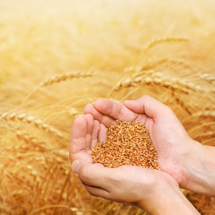 Hands of the grain-grower against a wheaten field