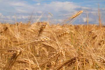 Fototapeta na wymiar Fields of wheat