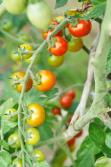 growth tomatoes