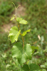 Triebe einer jungen Weinrebe