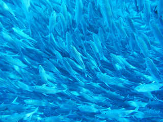 Fototapeta na wymiar tło ryb