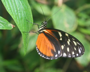 Butterfly resting on a leaf