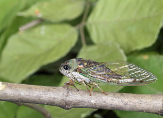 Cicada, Tibicen linnei