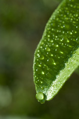 closeup green leaf  with drops
