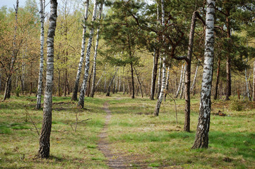 Spring in the woods.