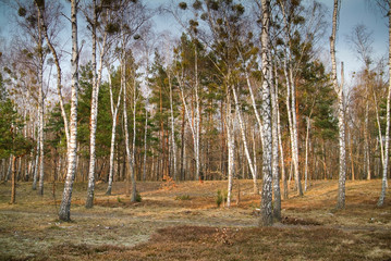 Spring in the woods.