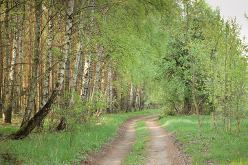 Spring in the woods.