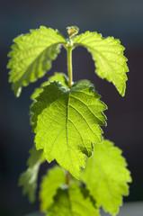 closeup of a little plant backlight