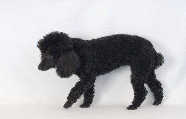 BARBONE