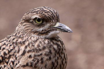 Kaptriel
