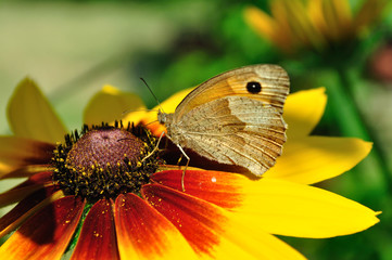The Meadow Brown butterfly on the Rudbeckia bloom
