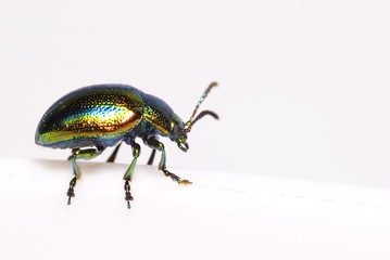 Grüner Sauerampferkäfer (Gastrophysa viridula)