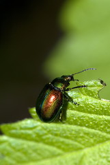 Grüner Sauerampferkäfer (Gastrophysa viridula)