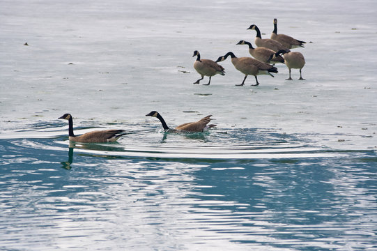Canadian Geese in Winter