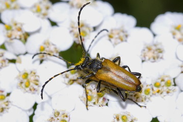 Rothalsbock (Stictoleptura rubra)