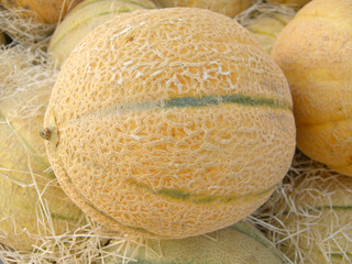 Honigmelone