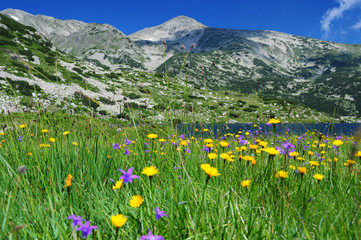Fototapeta premium mountain meadow, Pirin mountains, Bulgaria