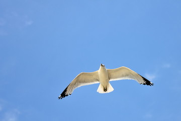 Mouette en plein vol.