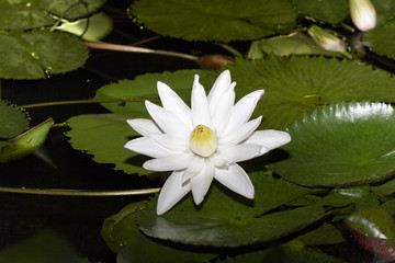 White waterlily in habitat