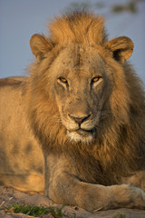 Male lion portrait