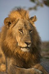 Male lion portrait