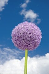 fiore dell'aglio