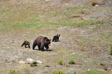 Grizzly Mother & Cubs