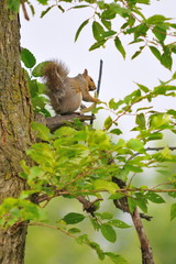 Ecureuil sur la branche d'un arbre.
