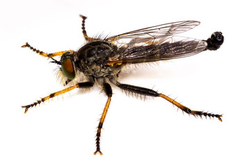 Gemeiner Strauchdieb (Neoitamus cyanurus)