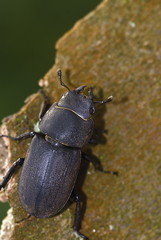 Balkenschröter (Dorcus parallelipipedus)