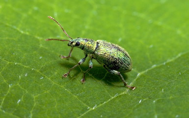 Grünrüssler (Polydrusus sericeus)