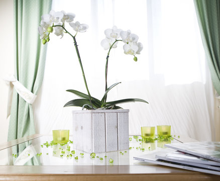 orchidée blanche en pot bois blanc devant fenêtre et rideaux