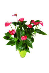 anthurium rouge en pot vert décoratif sur fond blanc