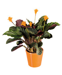 calathea dans pot orange