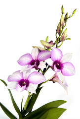 Fototapeta na wymiar orchidée dendrobium