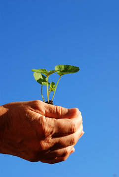 Pflanze in der Hand vor blauem Himmel