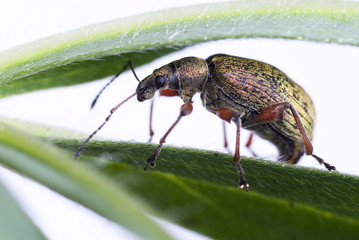.SPORNBLATTRÜSSLER (PHYLLOBIUS CALCARATUS)